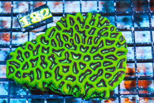 wholesale_coral - saltwater_fish saltwater_coral - rare corals - coralsdepot - Corals_Depot - live_corals - eye - catching - coral quality_marine_fish - quality - marine discoun