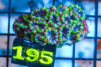 wholesale_coral - saltwater_fish saltwater_coral - rare corals - coralsdepot - Corals_Depot - live_corals - eye - catching - coral quality_marine_fish - quality - marine discoun