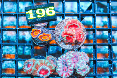 wholesale_coral - saltwater_fish saltwater_coral - rare corals - coralsdepot - Corals_Depot - live_corals - eye - catching - coral quality_marine_fish - quality - marine discoun