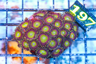 wholesale_coral - saltwater_fish saltwater_coral - rare corals - coralsdepot - Corals_Depot - live_corals - eye - catching - coral quality_marine_fish - quality - marine discoun