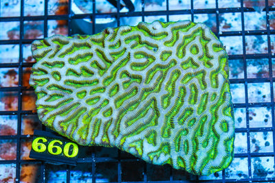 wholesale_coral - saltwater_fish saltwater_coral - rare corals - coralsdepot - Corals_Depot - live_corals - eye - catching - coral quality_marine_fish - quality - marine discoun