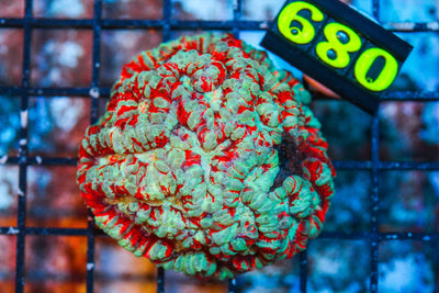 wholesale_coral - saltwater_fish saltwater_coral - rare corals - coralsdepot - Corals_Depot - live_corals - eye - catching - coral quality_marine_fish - quality - marine discoun