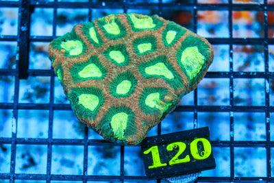 wholesale_coral - saltwater_fish saltwater_coral - rare corals - coralsdepot - Corals_Depot - live_corals - eye - catching - coral quality_marine_fish - quality - marine discoun