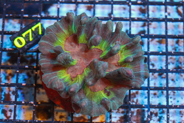 wholesale_coral - saltwater_fish saltwater_coral - rare corals - coralsdepot - Corals_Depot - live_corals - eye - catching - coral quality_marine_fish - quality - marine discoun
