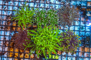 wholesale_coral - saltwater_fish saltwater_coral - rare corals - coralsdepot - Corals_Depot - live_corals - eye - catching - coral quality_marine_fish - quality - marine discoun