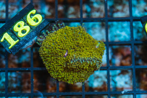 wholesale_coral - saltwater_fish saltwater_coral - rare corals - coralsdepot - Corals_Depot - live_corals - eye - catching - coral quality_marine_fish - quality - marine discoun