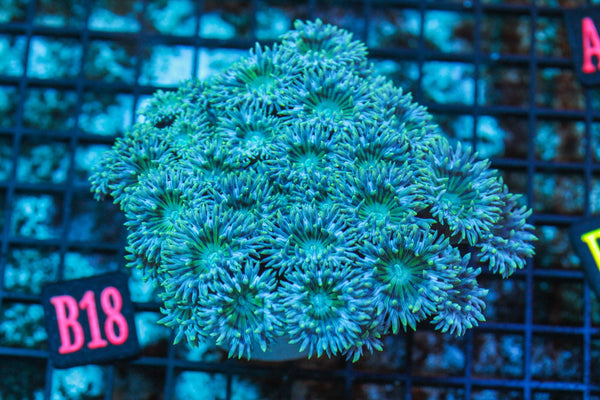 wholesale_coral - saltwater_fish saltwater_coral - rare corals - coralsdepot - Corals_Depot - live_corals - eye - catching - coral quality_marine_fish - quality - marine discoun