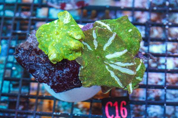 wholesale_coral - saltwater_fish saltwater_coral - rare corals - coralsdepot - Corals_Depot - live_corals - eye - catching - coral quality_marine_fish - quality - marine discoun