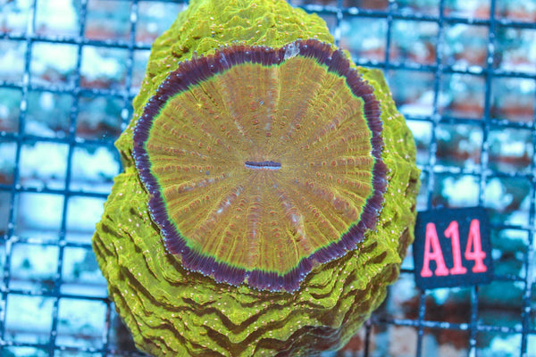 wholesale_coral - saltwater_fish saltwater_coral - rare corals - coralsdepot - Corals_Depot - live_corals - eye - catching - coral quality_marine_fish - quality - marine discoun