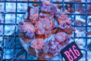 wholesale_coral - saltwater_fish saltwater_coral - rare corals - coralsdepot - Corals_Depot - live_corals - eye - catching - coral quality_marine_fish - quality - marine discoun