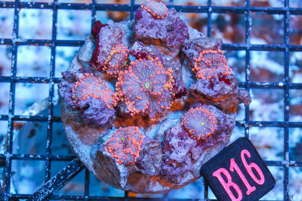 wholesale_coral - saltwater_fish saltwater_coral - rare corals - coralsdepot - Corals_Depot - live_corals - eye - catching - coral quality_marine_fish - quality - marine discoun