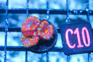 wholesale_coral - saltwater_fish saltwater_coral - rare corals - coralsdepot - Corals_Depot - live_corals - eye - catching - coral quality_marine_fish - quality - marine discoun