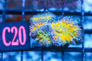 wholesale_coral - saltwater_fish saltwater_coral - rare corals - coralsdepot - Corals_Depot - live_corals - eye - catching - coral quality_marine_fish - quality - marine discoun