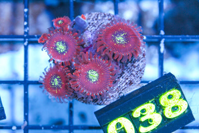 wholesale_coral - saltwater_fish saltwater_coral - rare corals - coralsdepot - Corals_Depot - live_corals - eye - catching - coral quality_marine_fish - quality - marine discoun