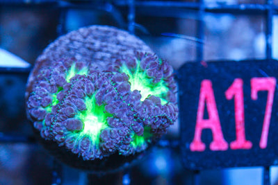 wholesale_coral - saltwater_fish saltwater_coral - rare corals - coralsdepot - Corals_Depot - live_corals - eye - catching - coral quality_marine_fish - quality - marine discoun