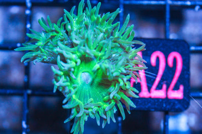 wholesale_coral - saltwater_fish saltwater_coral - rare corals - coralsdepot - Corals_Depot - live_corals - eye - catching - coral quality_marine_fish - quality - marine discoun