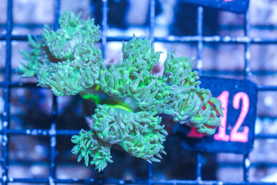 wholesale_coral - saltwater_fish saltwater_coral - rare corals - coralsdepot - Corals_Depot - live_corals - eye - catching - coral quality_marine_fish - quality - marine discoun