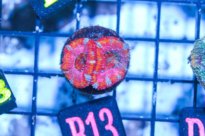 wholesale_coral - saltwater_fish saltwater_coral - rare corals - coralsdepot - Corals_Depot - live_corals - eye - catching - coral quality_marine_fish - quality - marine discoun