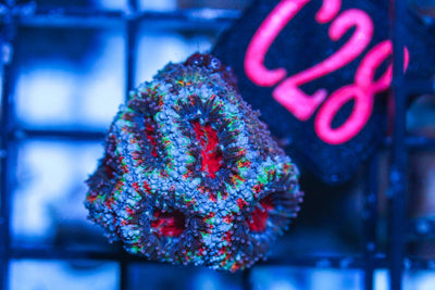 wholesale_coral - saltwater_fish saltwater_coral - rare corals - coralsdepot - Corals_Depot - live_corals - eye - catching - coral quality_marine_fish - quality - marine discoun