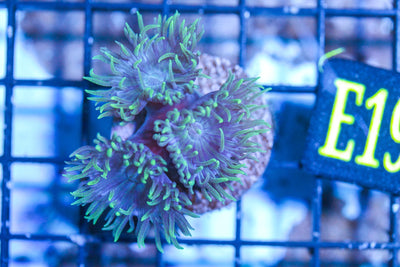 wholesale_coral - saltwater_fish saltwater_coral - rare corals - coralsdepot - Corals_Depot - live_corals - eye - catching - coral quality_marine_fish - quality - marine discoun