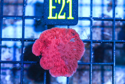 wholesale_coral - saltwater_fish saltwater_coral - rare corals - coralsdepot - Corals_Depot - live_corals - eye - catching - coral quality_marine_fish - quality - marine discoun
