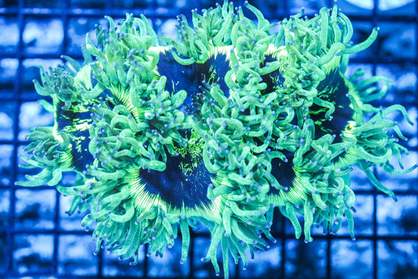 wholesale_coral - saltwater_fish saltwater_coral - rare corals - coralsdepot - Corals_Depot - live_corals - eye - catching - coral quality_marine_fish - quality - marine discoun