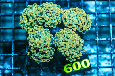 wholesale_coral - saltwater_fish saltwater_coral - rare corals - coralsdepot - Corals_Depot - live_corals - eye - catching - coral quality_marine_fish - quality - marine discoun
