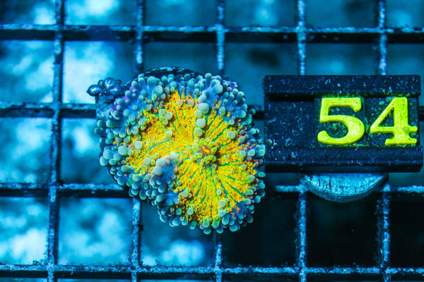 wholesale_coral - saltwater_fish saltwater_coral - rare corals - coralsdepot - Corals_Depot - live_corals - eye - catching - coral quality_marine_fish - quality - marine discoun