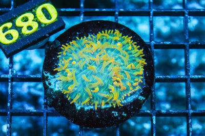 wholesale_coral - saltwater_fish saltwater_coral - rare corals - coralsdepot - Corals_Depot - live_corals - eye - catching - coral quality_marine_fish - quality - marine discoun