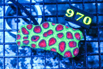 wholesale_coral - saltwater_fish saltwater_coral - rare corals - coralsdepot - Corals_Depot - live_corals - eye - catching - coral quality_marine_fish - quality - marine discoun