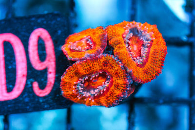 wholesale_coral - saltwater_fish saltwater_coral - rare corals - coralsdepot - Corals_Depot - live_corals - eye - catching - coral quality_marine_fish - quality - marine discoun