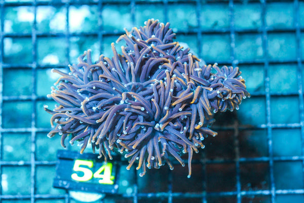 wholesale_coral - saltwater_fish saltwater_coral - rare corals - coralsdepot - Corals_Depot - live_corals - eye-catching-coral quality_marine_fish -quality-marine discoun