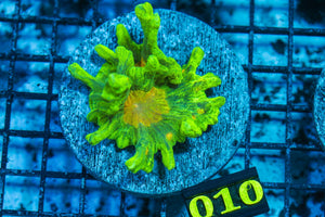 wholesale_coral - saltwater_fish saltwater_coral - rare corals - coralsdepot - Corals_Depot - live_corals - eye - catching - coral quality_marine_fish - quality - marine discoun