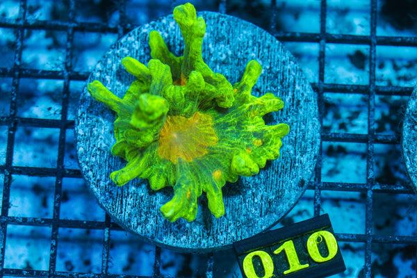 wholesale_coral - saltwater_fish saltwater_coral - rare corals - coralsdepot - Corals_Depot - live_corals - eye - catching - coral quality_marine_fish - quality - marine discoun