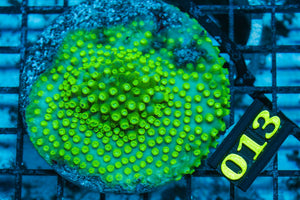wholesale_coral - saltwater_fish saltwater_coral - rare corals - coralsdepot - Corals_Depot - live_corals - eye - catching - coral quality_marine_fish - quality - marine discoun