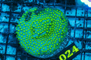 wholesale_coral - saltwater_fish saltwater_coral - rare corals - coralsdepot - Corals_Depot - live_corals - eye - catching - coral quality_marine_fish - quality - marine discoun