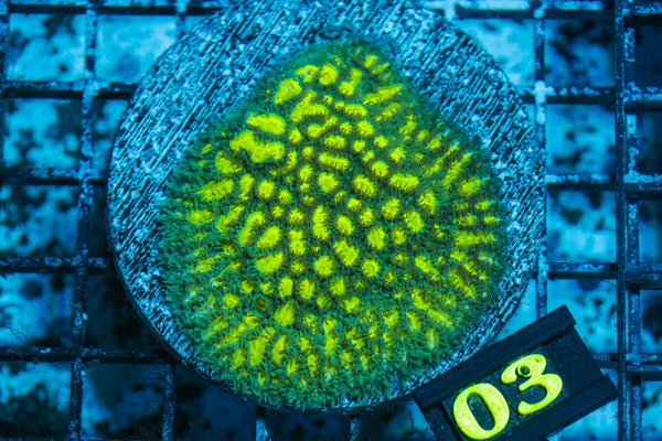 wholesale_coral - saltwater_fish saltwater_coral - rare corals - coralsdepot - Corals_Depot - live_corals - eye - catching - coral quality_marine_fish - quality - marine discoun