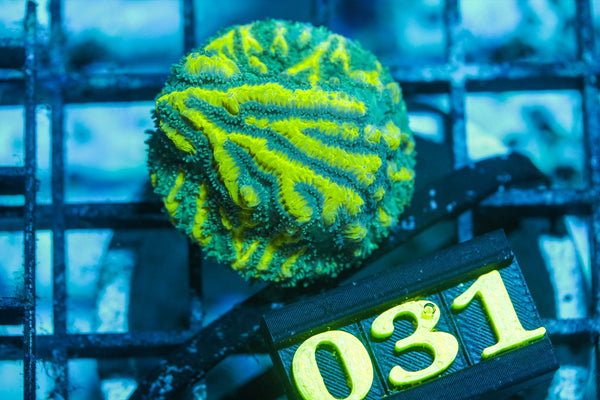 wholesale_coral - saltwater_fish saltwater_coral - rare corals - coralsdepot - Corals_Depot - live_corals - eye - catching - coral quality_marine_fish - quality - marine discoun