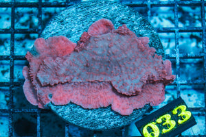 wholesale_coral - saltwater_fish saltwater_coral - rare corals - coralsdepot - Corals_Depot - live_corals - eye - catching - coral quality_marine_fish - quality - marine discoun