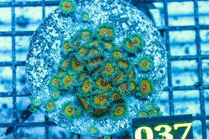 wholesale_coral - saltwater_fish saltwater_coral - rare corals - coralsdepot - Corals_Depot - live_corals - eye - catching - coral quality_marine_fish - quality - marine discoun