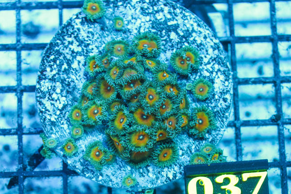 wholesale_coral - saltwater_fish saltwater_coral - rare corals - coralsdepot - Corals_Depot - live_corals - eye - catching - coral quality_marine_fish - quality - marine discoun