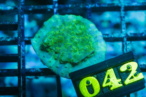 wholesale_coral - saltwater_fish saltwater_coral - rare corals - coralsdepot - Corals_Depot - live_corals - eye - catching - coral quality_marine_fish - quality - marine discoun