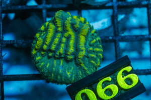 wholesale_coral - saltwater_fish saltwater_coral - rare corals - coralsdepot - Corals_Depot - live_corals - eye - catching - coral quality_marine_fish - quality - marine discoun