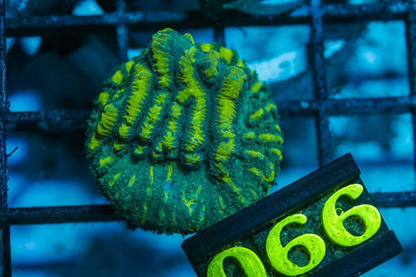 wholesale_coral - saltwater_fish saltwater_coral - rare corals - coralsdepot - Corals_Depot - live_corals - eye - catching - coral quality_marine_fish - quality - marine discoun