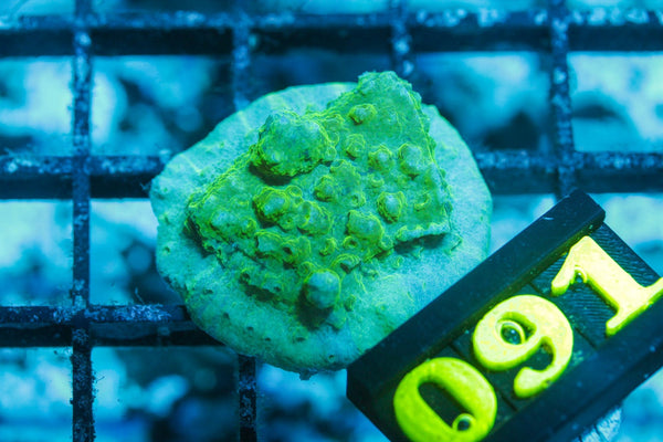 wholesale_coral - saltwater_fish saltwater_coral - rare corals - coralsdepot - Corals_Depot - live_corals - eye - catching - coral quality_marine_fish - quality - marine discoun