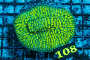 wholesale_coral - saltwater_fish saltwater_coral - rare corals - coralsdepot - Corals_Depot - live_corals - eye - catching - coral quality_marine_fish - quality - marine discoun