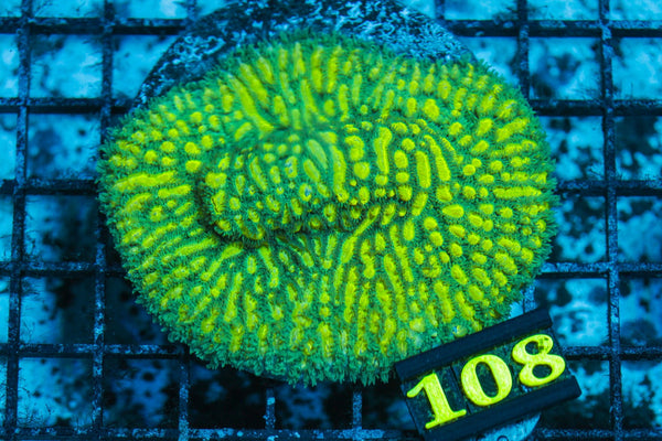 wholesale_coral - saltwater_fish saltwater_coral - rare corals - coralsdepot - Corals_Depot - live_corals - eye - catching - coral quality_marine_fish - quality - marine discoun