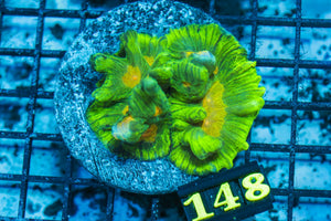 wholesale_coral - saltwater_fish saltwater_coral - rare corals - coralsdepot - Corals_Depot - live_corals - eye - catching - coral quality_marine_fish - quality - marine discoun