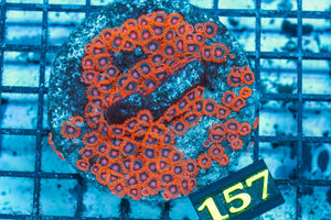 wholesale_coral - saltwater_fish saltwater_coral - rare corals - coralsdepot - Corals_Depot - live_corals - eye - catching - coral quality_marine_fish - quality - marine discoun