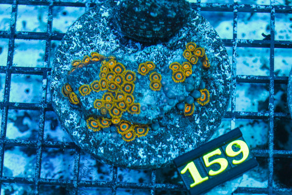 wholesale_coral - saltwater_fish saltwater_coral - rare corals - coralsdepot - Corals_Depot - live_corals - eye - catching - coral quality_marine_fish - quality - marine discoun